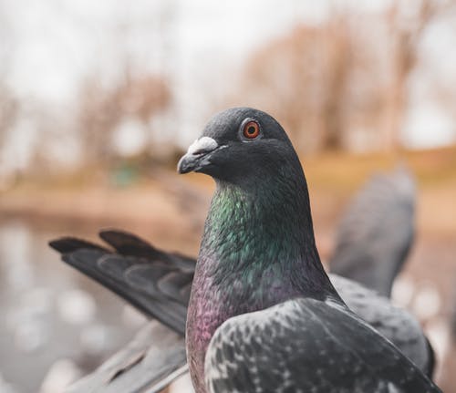 栖息的鸽子的特写照片 · 免费素材图片