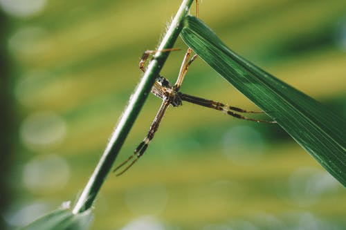 黄色花园蜘蛛的倾斜移位照片 · 免费素材图片