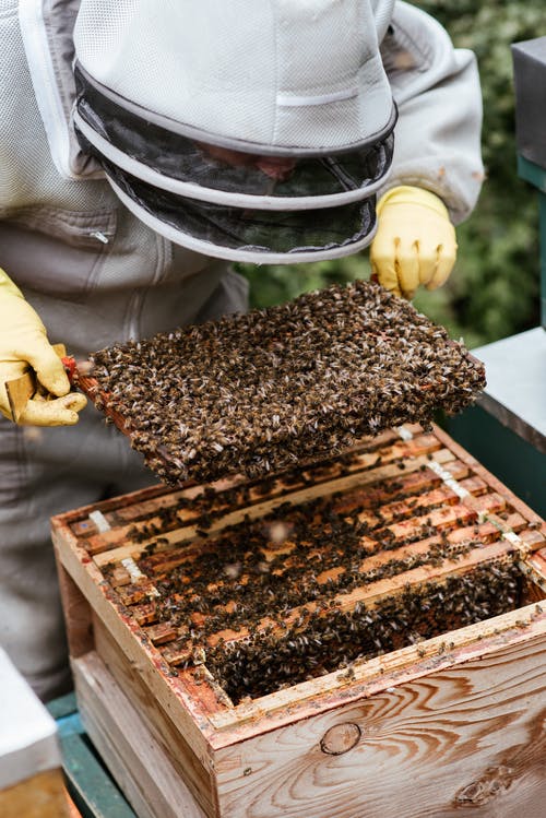 不露面养蜂人检查蜂巢中的蜂窝 · 免费素材图片