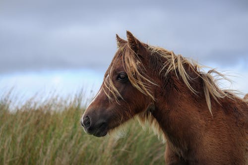 在阴沉的日子在牧场上匹棕色的马 · 免费素材图片