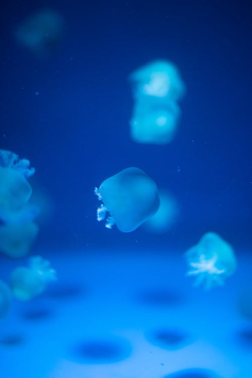七彩水母在纯净的蓝色水中游泳 · 免费素材图片