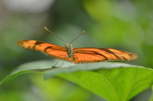 在微距摄影中的叶子上的棕色蝴蝶 · 免费素材图片