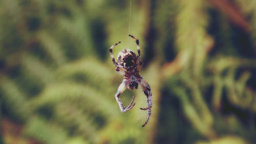 棕色三叶草蜘蛛 · 免费素材图片