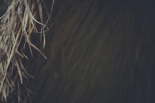 焦点照片上的棕草 · 免费素材图片