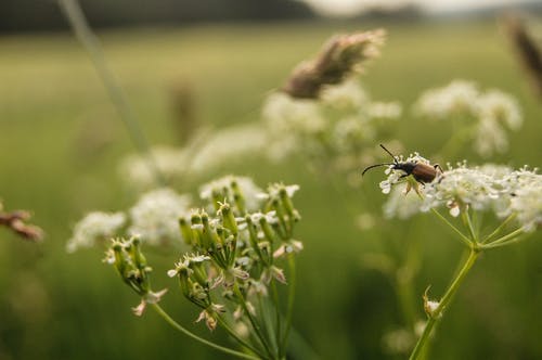 甲虫在花上的特写照片 · 免费素材图片