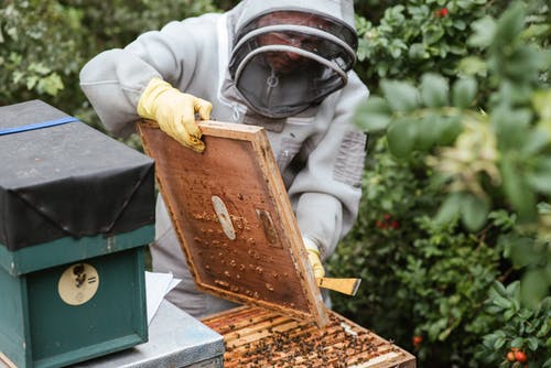 在农村地区收获蜂蜜的作物人 · 免费素材图片