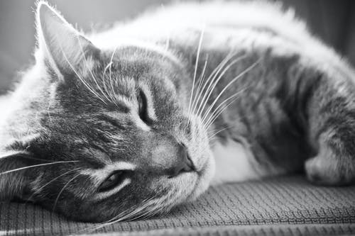 有关动物, 动物摄影, 可爱的免费素材图片