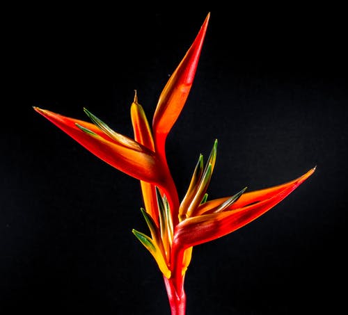红叶植物 · 免费素材图片