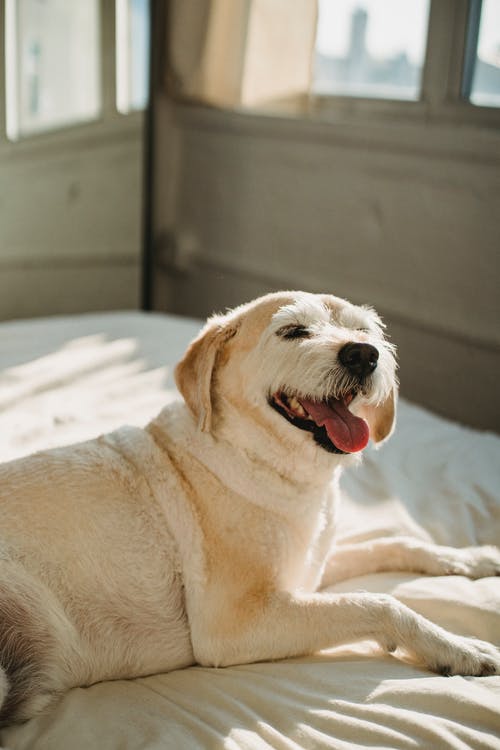 可爱的狗躺在床上，伸出舌头 · 免费素材图片