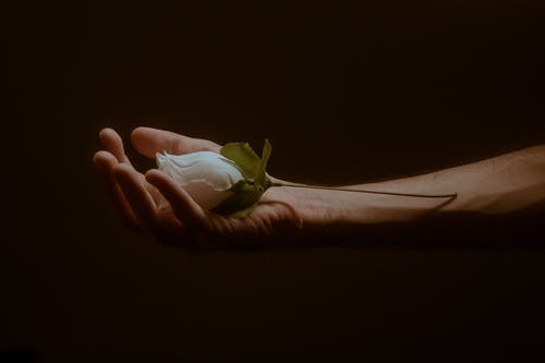 拿着白色和绿色玫瑰的人 · 免费素材图片