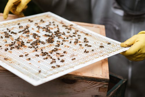 蜂巢盖的农作物 · 免费素材图片