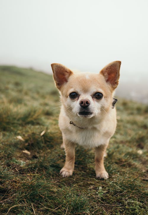 草地上的短毛白和棕褐色幼犬 · 免费素材图片