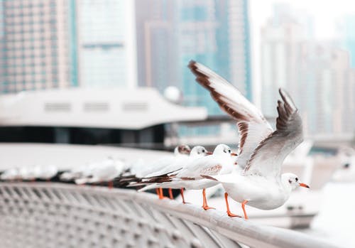 白鸟栖息在栏杆上 · 免费素材图片