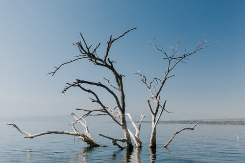 在河中的无叶树的分支 · 免费素材图片
