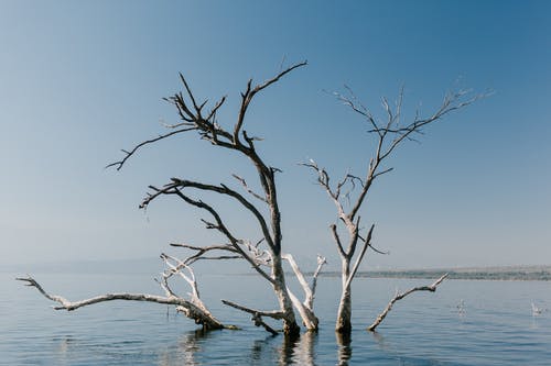 在河中的无叶树的分支 · 免费素材图片