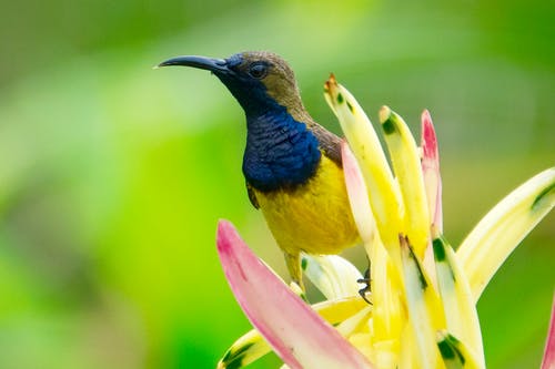 黄色花瓣花瓣摄影顶部的黄色蓝色和棕色鸟 · 免费素材图片