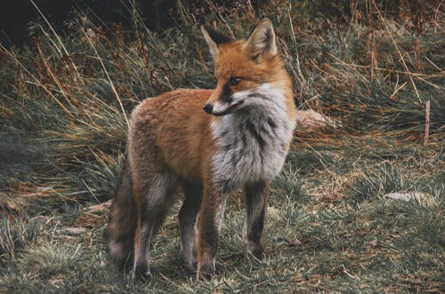 绿草地上的棕色和白色狐狸 · 免费素材图片