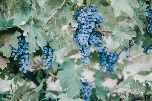 蓝色葡萄浆果在乡下的葡萄园里 · 免费素材图片