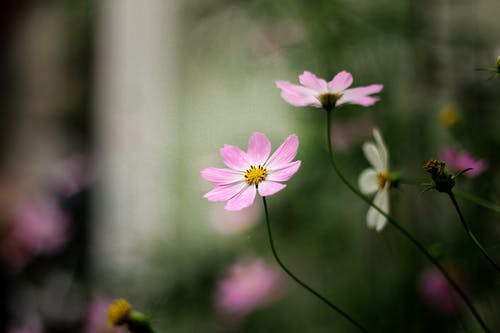 有关植物群, 模糊的背景, 紫色的免费素材图片