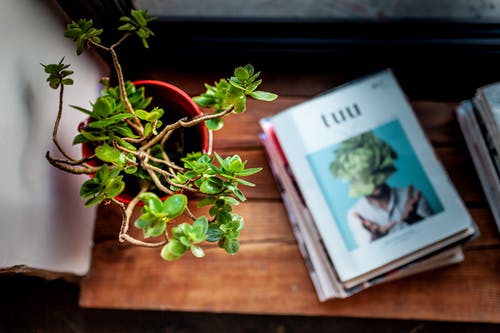 棕色木制的桌子上堆书旁边的绿色盆栽的植物 · 免费素材图片