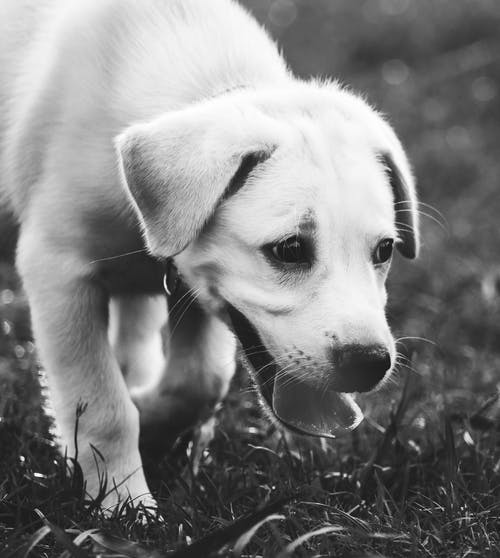 有关动物, 动物摄影, 可爱的免费素材图片