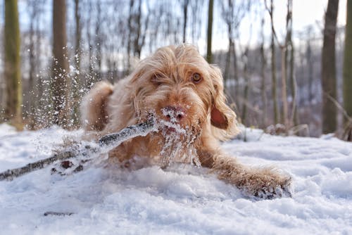 棕色的狗，在积雪覆盖的地面上 · 免费素材图片