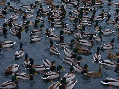 绿头野鸭鸭群 · 免费素材图片