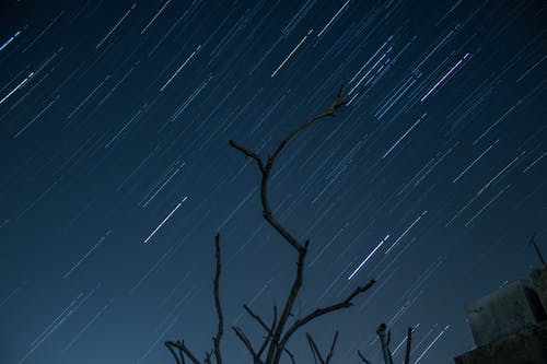 夜空下的裸树 · 免费素材图片