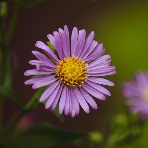 紫色的小花的特写照片 · 免费素材图片