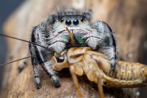 蜘蛛在褐色昆虫上觅食的选择性聚焦摄影 · 免费素材图片