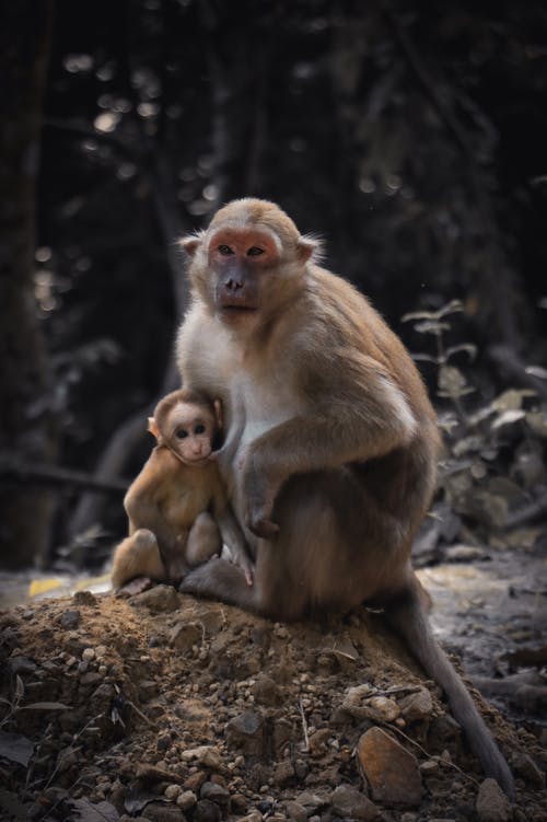 坐在棕色岩石上的棕色猴子 · 免费素材图片