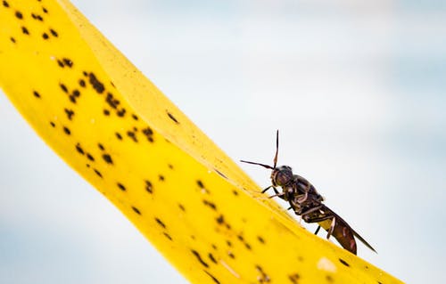 有关小虫, 昆虫, 特写的免费素材图片