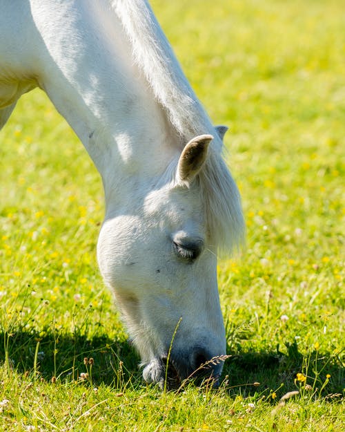 有关吃草, 哺乳动物, 垂直拍摄的免费素材图片