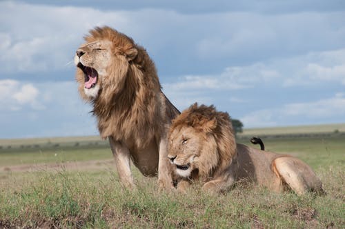 两只棕色狮子的浅焦点照片 · 免费素材图片