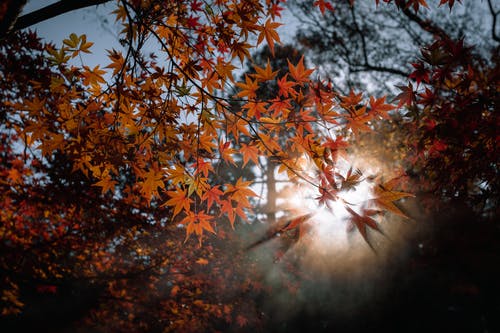 枫树微距摄影 · 免费素材图片