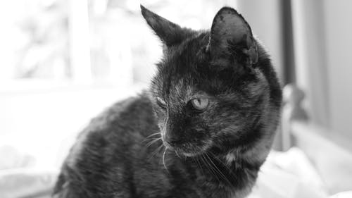 猫的灰度摄影 · 免费素材图片