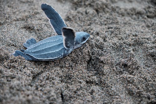 一只蓝海龟 · 免费素材图片