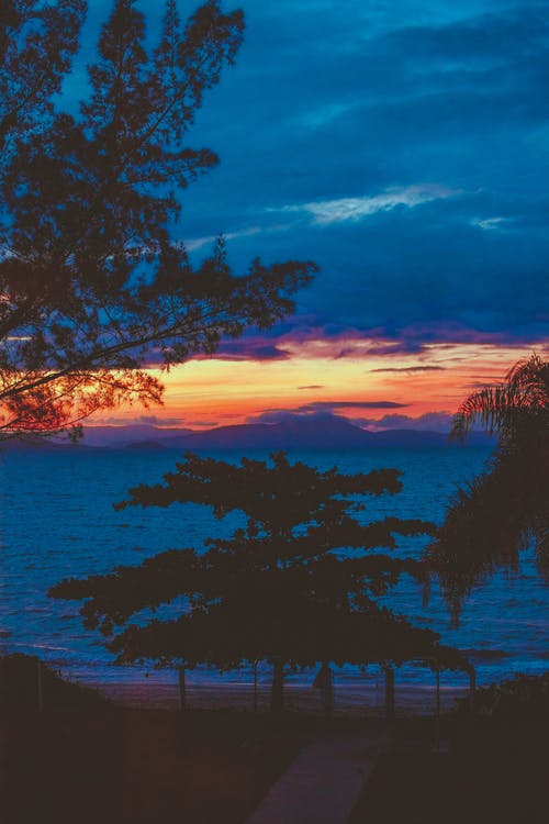 树木剪影 · 免费素材图片