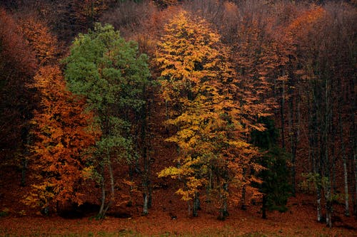 绿色和棕色的树 · 免费素材图片