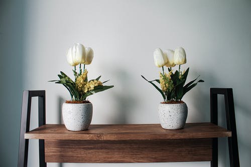 白色郁金香盆 · 免费素材图片