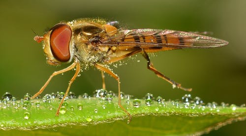 布朗飞昆虫宏观摄影 · 免费素材图片