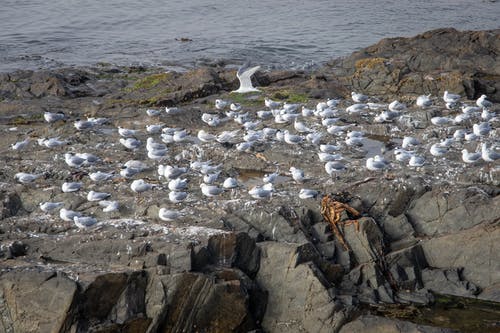 白鸟在水体附近的棕色岩石形成 · 免费素材图片