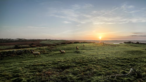 羊群在日落时的绿草地上 · 免费素材图片