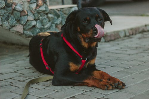 黑锈罗威纳犬显示舌头躺在混凝土通路 · 免费素材图片