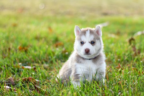 在绿色草地上的白色和灰色西伯利亚雪橇犬幼犬 · 免费素材图片