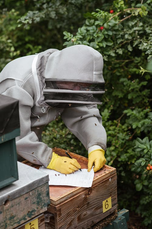 养蜂人在收获蜂蜜时写信息 · 免费素材图片