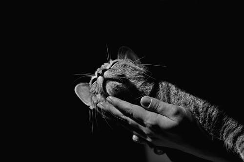 虎斑猫的灰度照片 · 免费素材图片