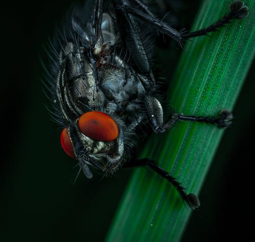 黑蝇的宏观照片 · 免费素材图片