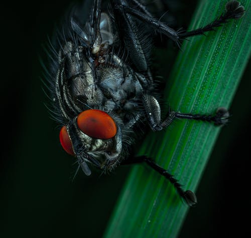 黑蝇的宏观照片 · 免费素材图片