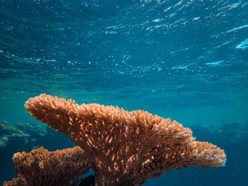 蓝色的海水中的棕色珊瑚礁 · 免费素材图片